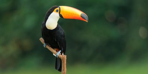 A toucan with a vibrant orange beak and black and white feathers perches on a branch against a blurred green background, conveying tranquility.