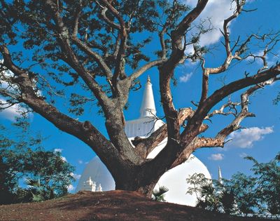 A large, leafless tree frames a white stupa against a bright blue sky with scattered clouds. The scene feels serene and majestic.