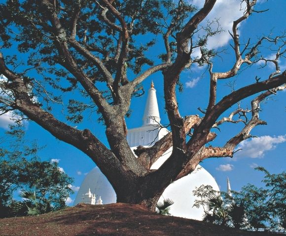 A large, leafless tree frames a white stupa against a bright blue sky with scattered clouds. The scene feels serene and majestic.