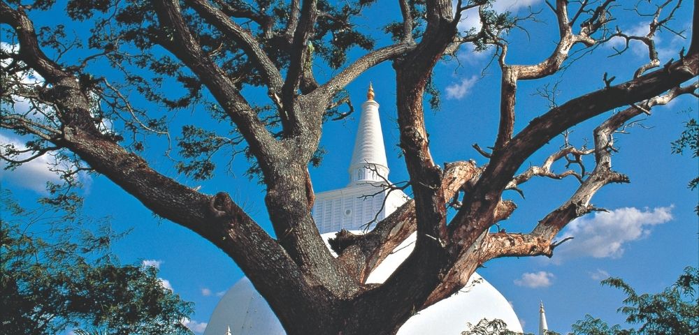 A large, leafless tree frames a white stupa against a bright blue sky with scattered clouds. The scene feels serene and majestic.