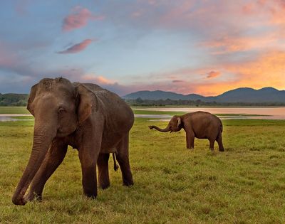 Two elephants graze on a grassy field at sunset, with a serene lake and mountains in the background, under a vibrant, colorful sky.