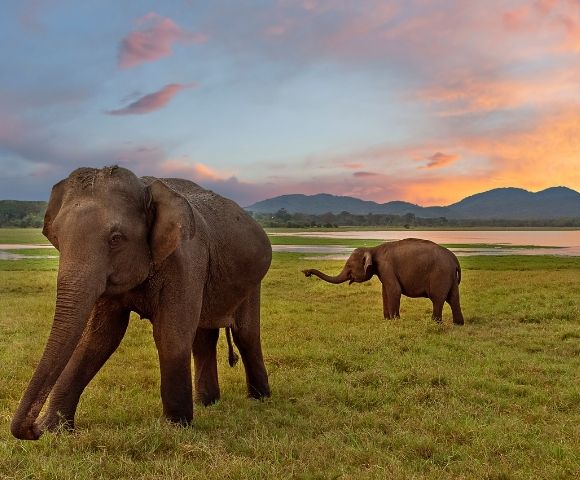 Two elephants graze on a grassy field at sunset, with a serene lake and mountains in the background, under a vibrant, colorful sky.
