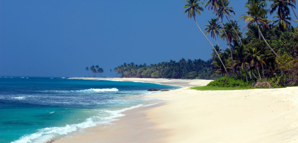 A serene tropical beach with soft white sand, turquoise waves rolling gently onto the shore, and tall palm trees leaning toward the ocean under a clear blue sky.