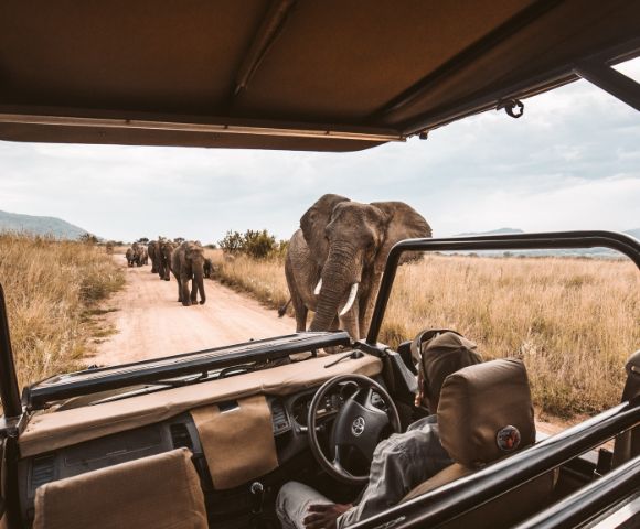 A safari vehicle with driver pauses on a dirt road as a herd of elephants crosses. The scene conveys a sense of adventure in the African savanna.
