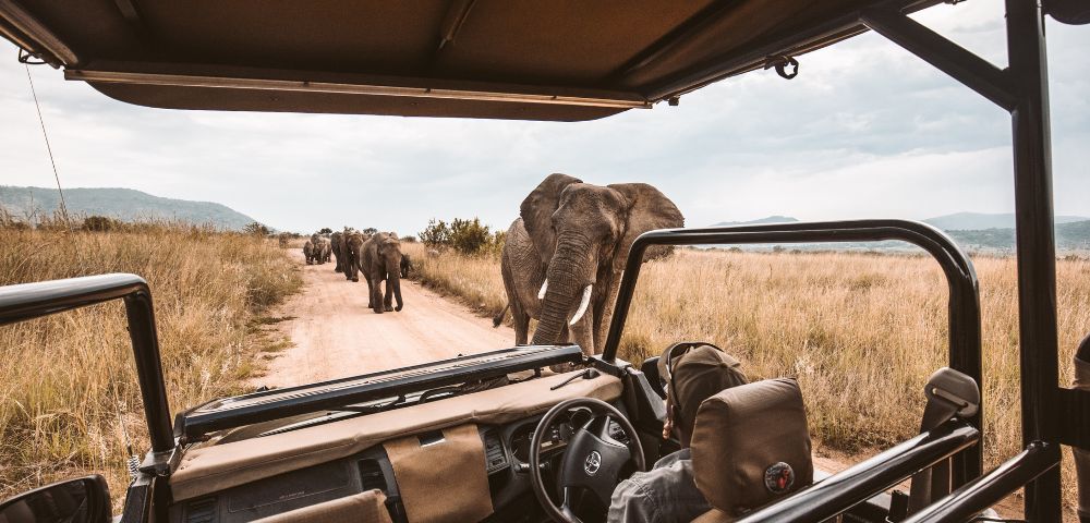 A safari vehicle with driver pauses on a dirt road as a herd of elephants crosses. The scene conveys a sense of adventure in the African savanna.