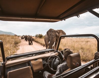 A safari vehicle with driver pauses on a dirt road as a herd of elephants crosses. The scene conveys a sense of adventure in the African savanna.