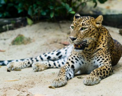 A leopard with a spotted coat lounges on sandy ground, head raised, and gazing forward. Green foliage is in the background, under a serene natural light.