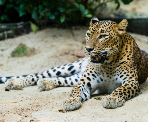 A leopard with a spotted coat lounges on sandy ground, head raised, and gazing forward. Green foliage is in the background, under a serene natural light.
