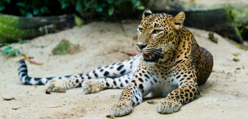 A leopard with a spotted coat lounges on sandy ground, head raised, and gazing forward. Green foliage is in the background, under a serene natural light.