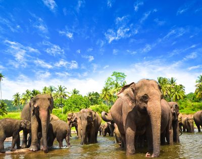 A herd of elephants stands in a shallow river under a bright blue sky, surrounded by lush greenery and palm trees, conveying a serene, natural atmosphere.