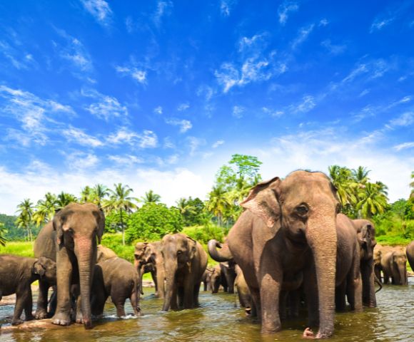 A herd of elephants stands in a shallow river under a bright blue sky, surrounded by lush greenery and palm trees, conveying a serene, natural atmosphere.