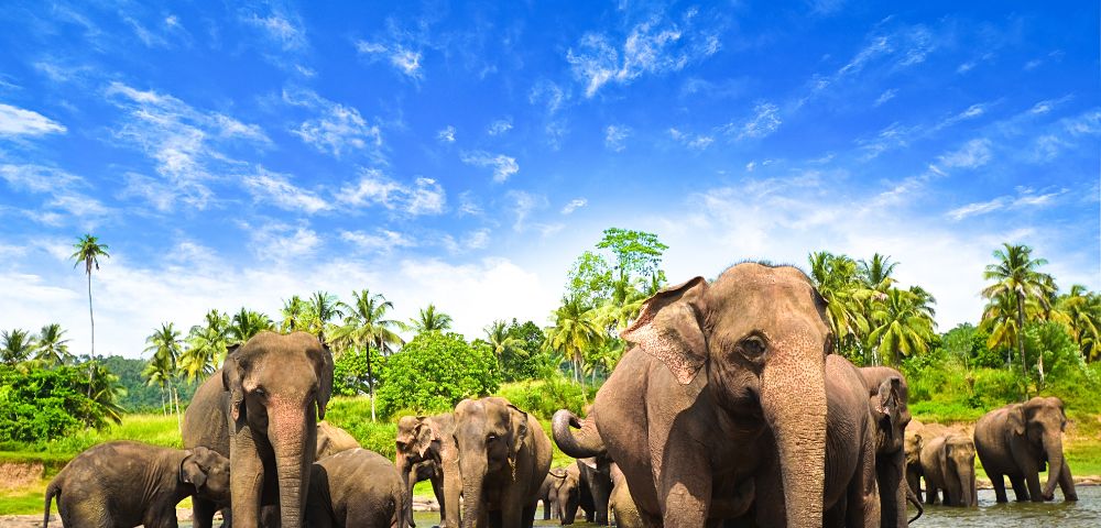 A herd of elephants stands in a shallow river under a bright blue sky, surrounded by lush greenery and palm trees, conveying a serene, natural atmosphere.