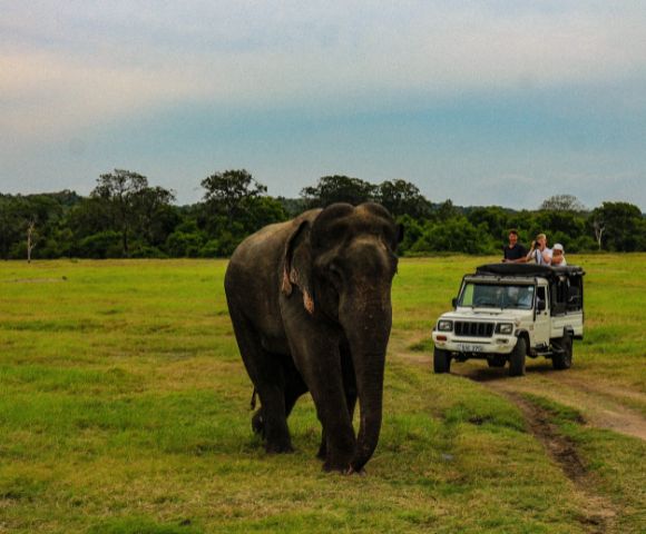 An elephant walks across a grassy field, with a white safari jeep following behind. The sky is overcast, and the scene conveys a sense of adventure.