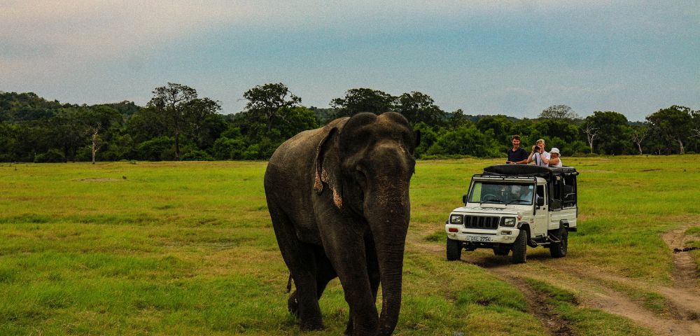 An elephant walks across a grassy field, with a white safari jeep following behind. The sky is overcast, and the scene conveys a sense of adventure.
