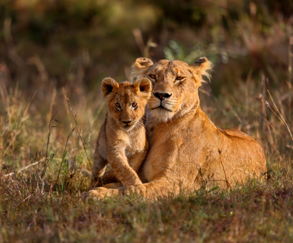 17 Day Discover South Africa & Victoria Falls Tour Image 4