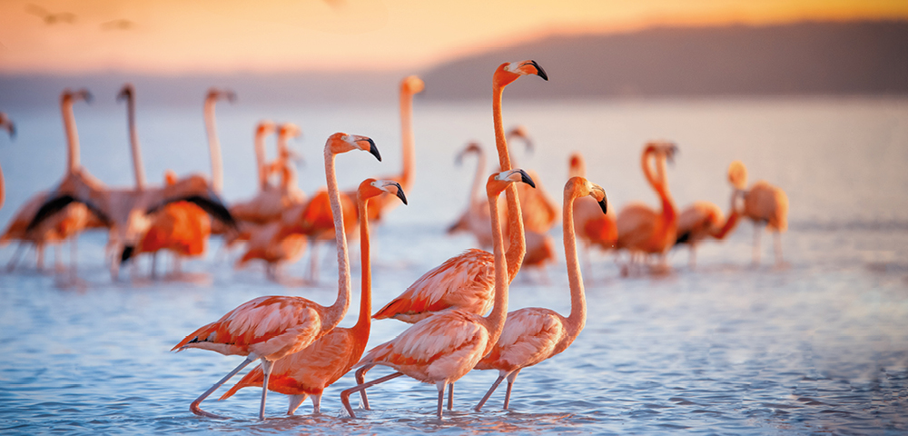 A flock of flamingos wades in calm blue water during a vibrant orange sunset. The scene conveys tranquility and natural beauty, with a serene atmosphere.