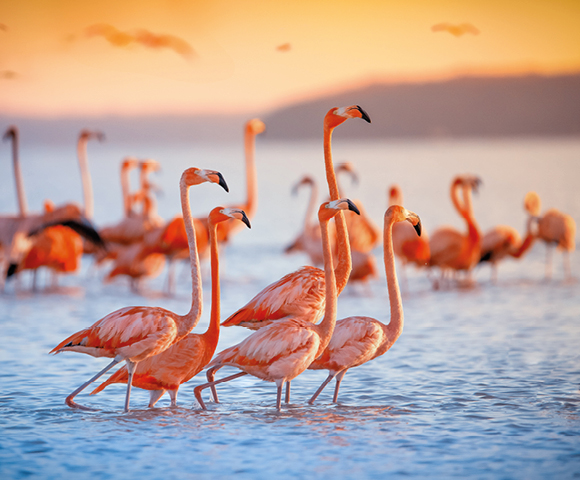 A flock of flamingos wades in calm blue water during a vibrant orange sunset. The scene conveys tranquility and natural beauty, with a serene atmosphere.