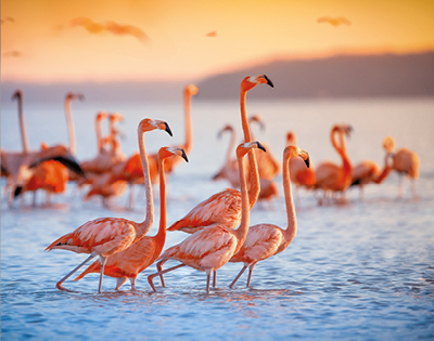 A flock of flamingos wades in calm blue water during a vibrant orange sunset. The scene conveys tranquility and natural beauty, with a serene atmosphere.