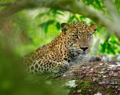 A leopard lies on a tree branch, surrounded by lush green foliage. Its focused gaze and relaxed posture convey a sense of calm alertness.