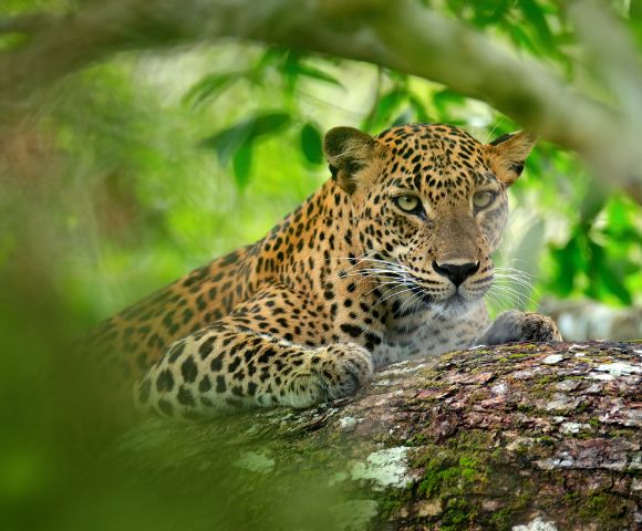 A leopard lies on a tree branch, surrounded by lush green foliage. Its focused gaze and relaxed posture convey a sense of calm alertness.