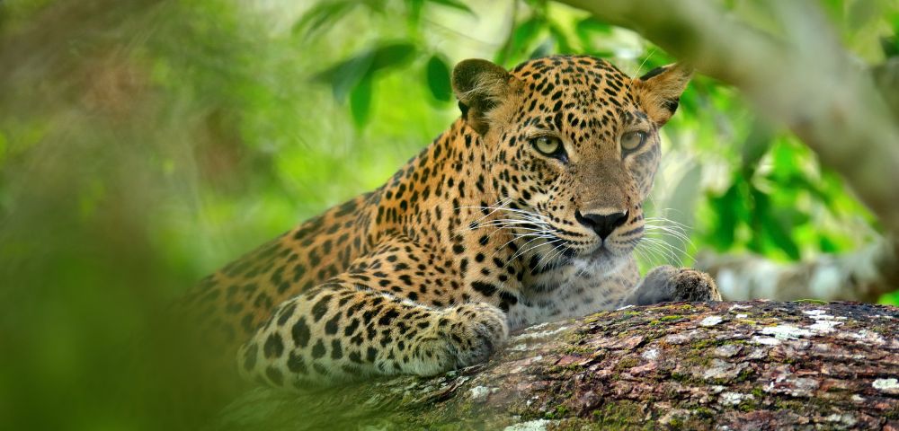 A leopard lies on a tree branch, surrounded by lush green foliage. Its focused gaze and relaxed posture convey a sense of calm alertness.