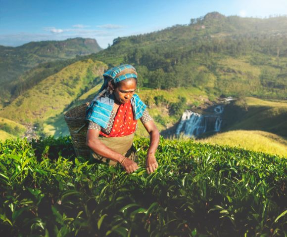 A woman in traditional clothing picks tea leaves in a lush, green plantation under a clear blue sky. Mountains and a waterfall create a serene background.