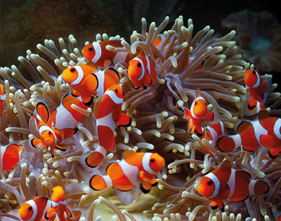 A group of vibrant clownfish swim among soft, flowing sea anemone tentacles. Bright orange and white stripes create a lively, colorful underwater scene.