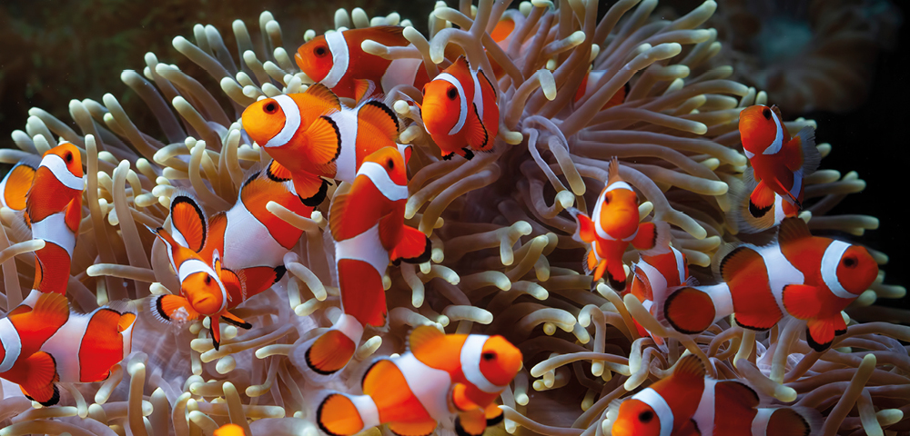 A group of vibrant clownfish swim among soft, flowing sea anemone tentacles. Bright orange and white stripes create a lively, colorful underwater scene.