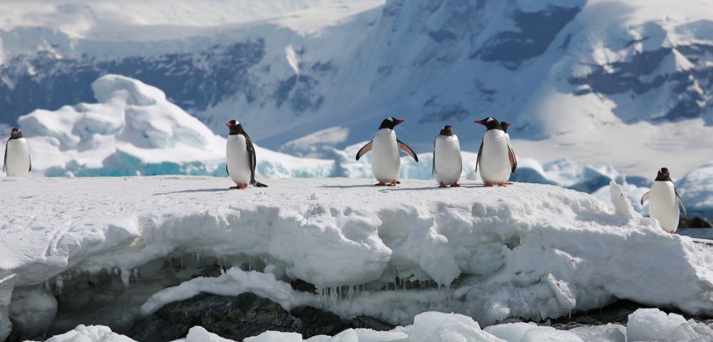 A group of penguins stands on a snow-covered ice sheet surrounded by icy blue glaciers under a cloudy sky, conveying a sense of cold Antarctic wilderness.