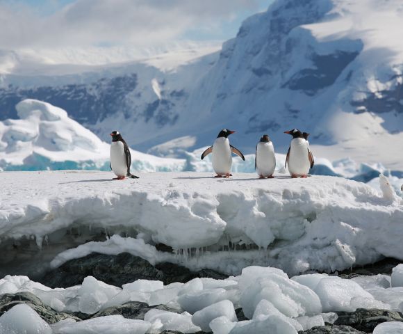 A group of penguins stands on a snow-covered ice sheet surrounded by icy blue glaciers under a cloudy sky, conveying a sense of cold Antarctic wilderness.