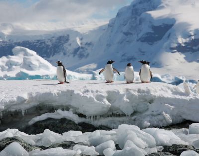 A group of penguins stands on a snow-covered ice sheet surrounded by icy blue glaciers under a cloudy sky, conveying a sense of cold Antarctic wilderness.