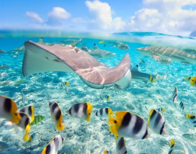 A graceful stingray glides over a vibrant coral reef, surrounded by colorful, striped tropical fish in crystal-clear turquoise water under a bright blue sky.