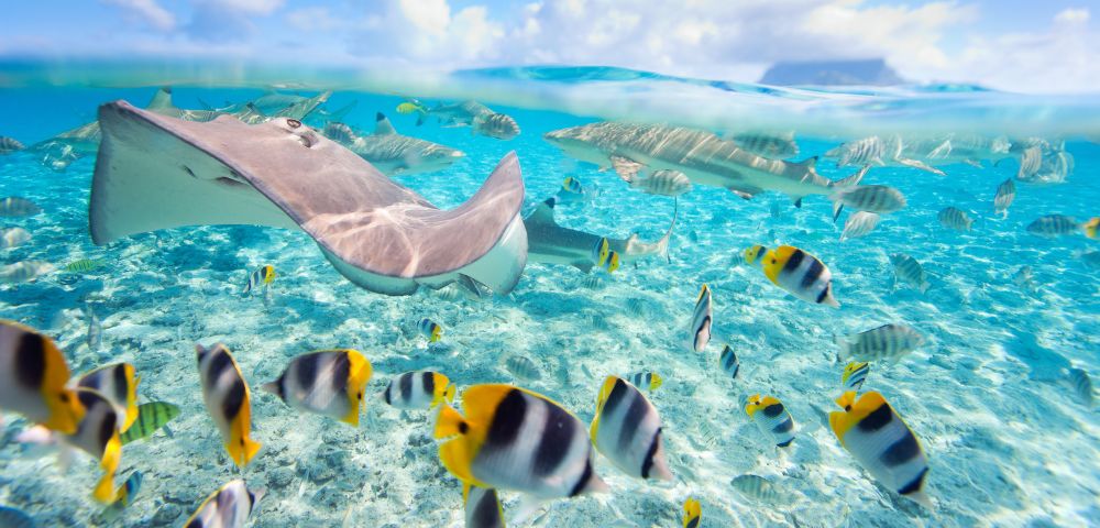 A graceful stingray glides over a vibrant coral reef, surrounded by colorful, striped tropical fish in crystal-clear turquoise water under a bright blue sky.