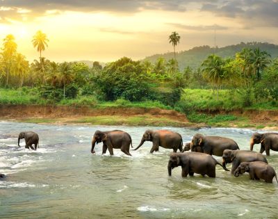 A herd of elephants crosses a serene river at sunset, surrounded by lush greenery and palm trees, under a warm, golden sky. Peaceful and majestic scene.