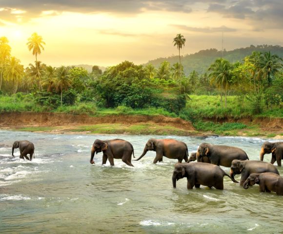 A herd of elephants crosses a serene river at sunset, surrounded by lush greenery and palm trees, under a warm, golden sky. Peaceful and majestic scene.