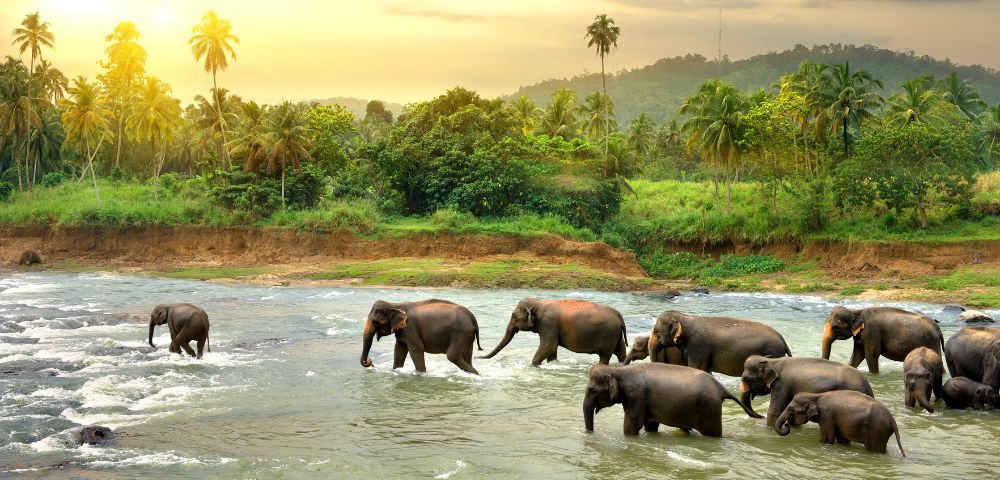 A herd of elephants crosses a serene river at sunset, surrounded by lush greenery and palm trees, under a warm, golden sky. Peaceful and majestic scene.