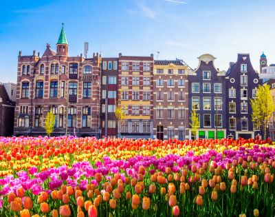 Colorful tulip field in foreground with historic Amsterdam buildings, displaying a mix of architectural styles, under a clear blue sky.