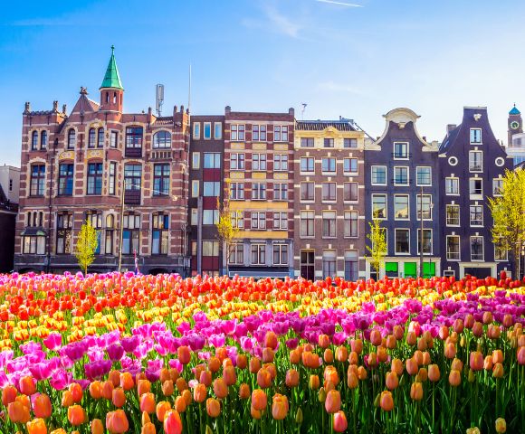 Colorful tulip field in foreground with historic Amsterdam buildings, displaying a mix of architectural styles, under a clear blue sky.