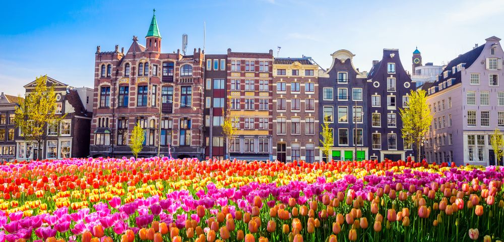 Colorful tulip field in foreground with historic Amsterdam buildings, displaying a mix of architectural styles, under a clear blue sky.