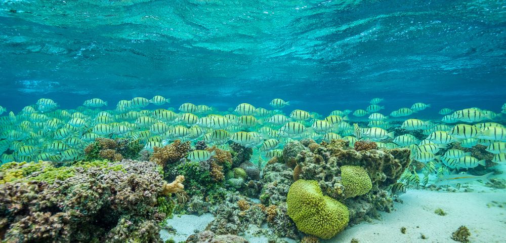 Underwater scene with a school of yellow-striped fish swimming above vibrant coral reefs. The clear blue water adds a serene and lively atmosphere.