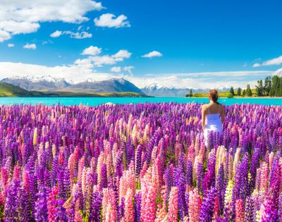 A woman in a white dress stands in a field of vibrant purple and pink lupines near a turquoise lake, with snow-capped mountains under a bright blue sky.