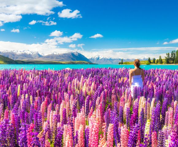 A woman in a white dress stands in a field of vibrant purple and pink lupines near a turquoise lake, with snow-capped mountains under a bright blue sky.