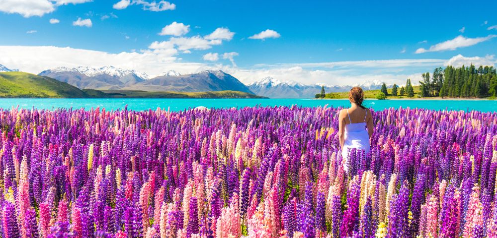A woman in a white dress stands in a field of vibrant purple and pink lupines near a turquoise lake, with snow-capped mountains under a bright blue sky.