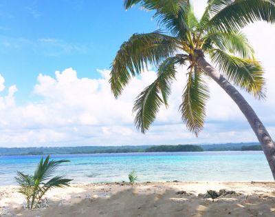 Tropical beach scene with a leaning palm tree on golden sand, overlooking clear turquoise water and a distant forested shore under a bright blue sky.