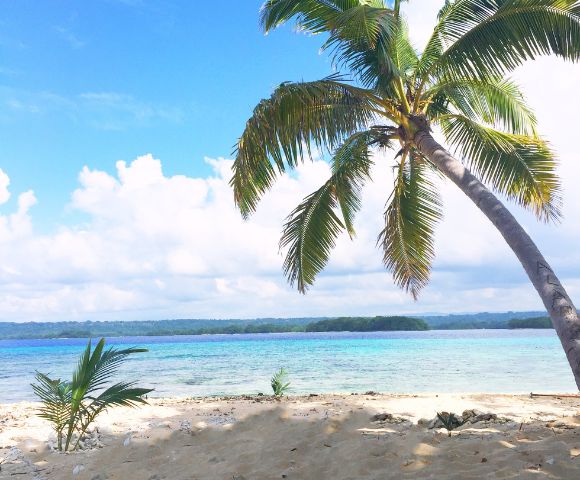 Tropical beach scene with a leaning palm tree on golden sand, overlooking clear turquoise water and a distant forested shore under a bright blue sky.