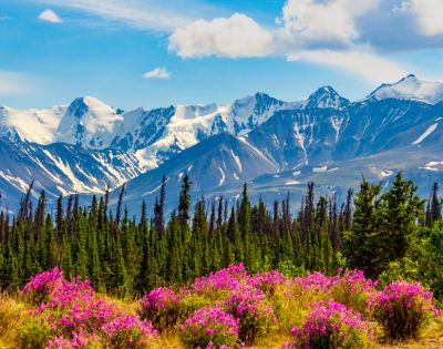 Vibrant pink wildflowers in the foreground with tall green pines, set against a backdrop of snow-capped mountains under a bright blue sky.