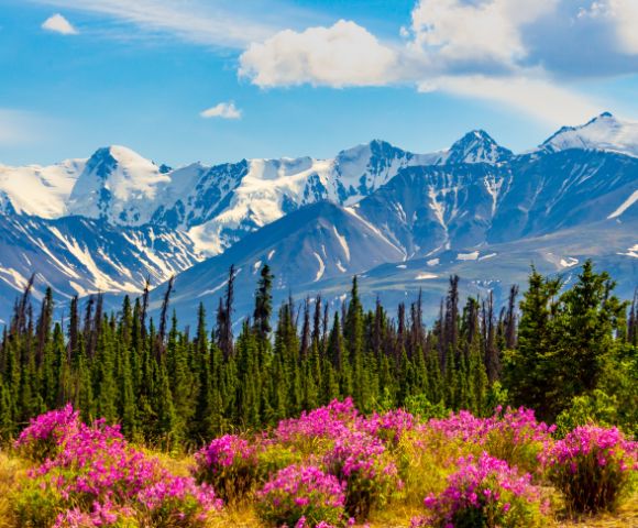 Vibrant pink wildflowers in the foreground with tall green pines, set against a backdrop of snow-capped mountains under a bright blue sky.