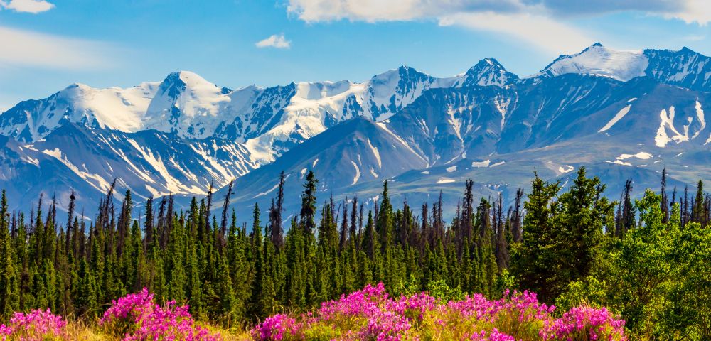 Vibrant pink wildflowers in the foreground with tall green pines, set against a backdrop of snow-capped mountains under a bright blue sky.