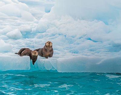 Two sea otters rest on a floating ice sheet above turquoise water. The icy background highlights the otters' curious expressions.