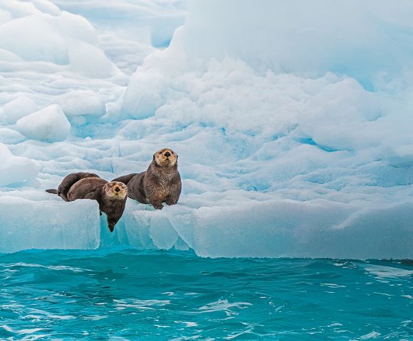 Two sea otters rest on a floating ice sheet above turquoise water. The icy background highlights the otters' curious expressions.